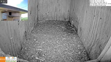 メンフクロウ、エバーグレーズ農業地域、ビュー 2、フロリダ州 ウェブカメラのライブストリーム